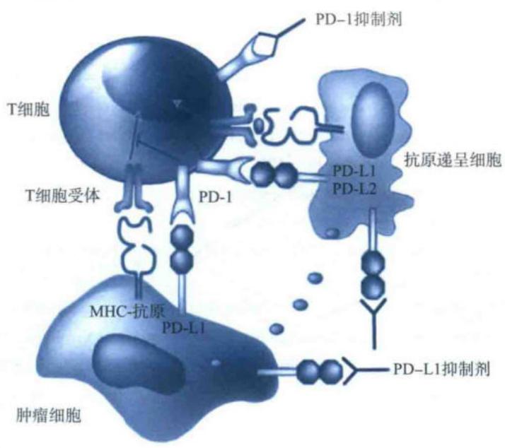 PD-1和PD-L1抑制剂作用