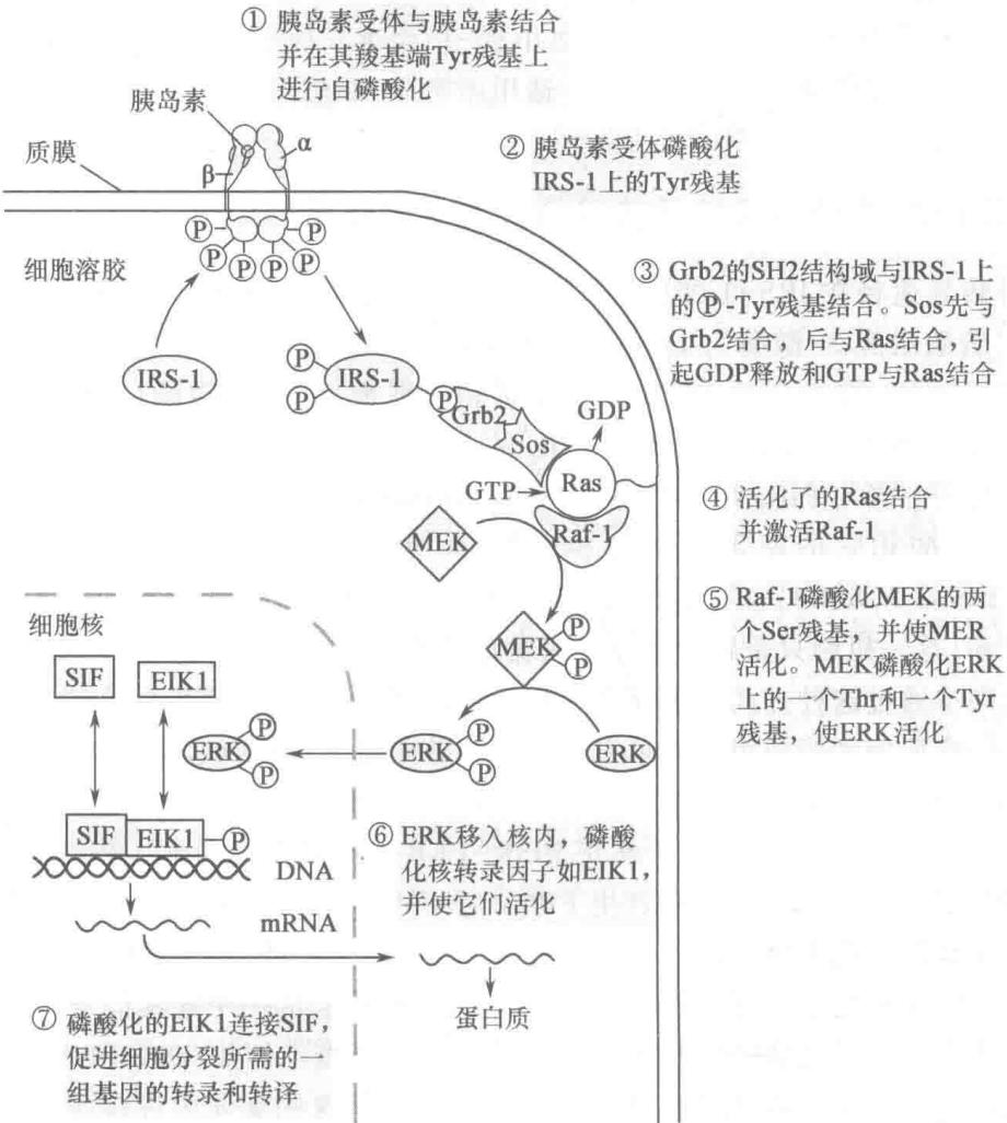 胰岛素经MAPK级联调节基因表达
