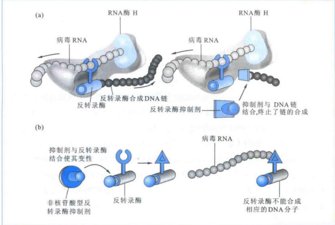 两类反转录酶抑制剂的作用机制