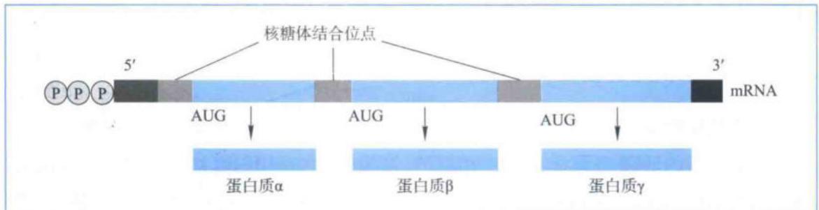 原核生物多顺反子mRNA