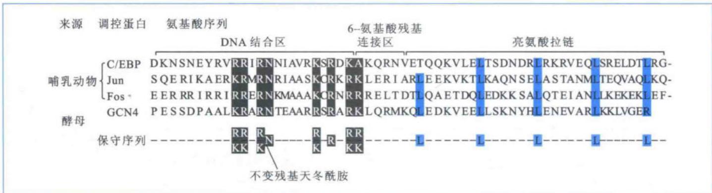 bZIP转录激活因子的序列比较