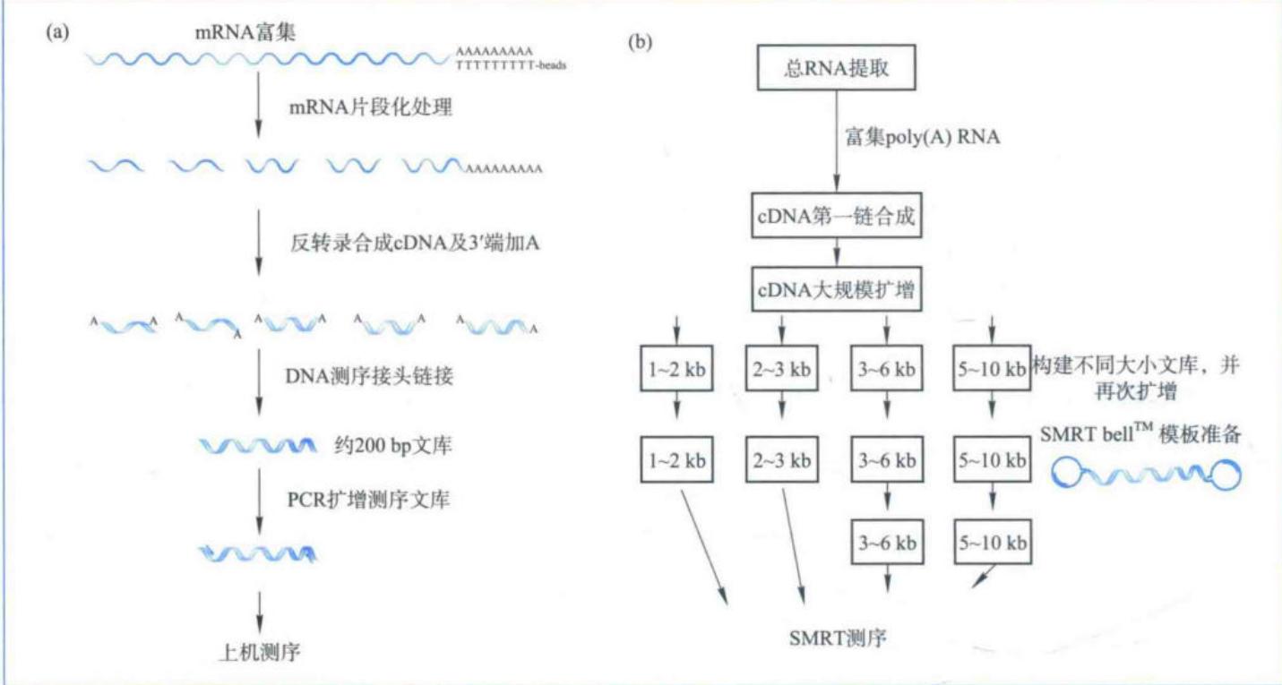 二代转录组建库测序与三代转录组建库测序流程