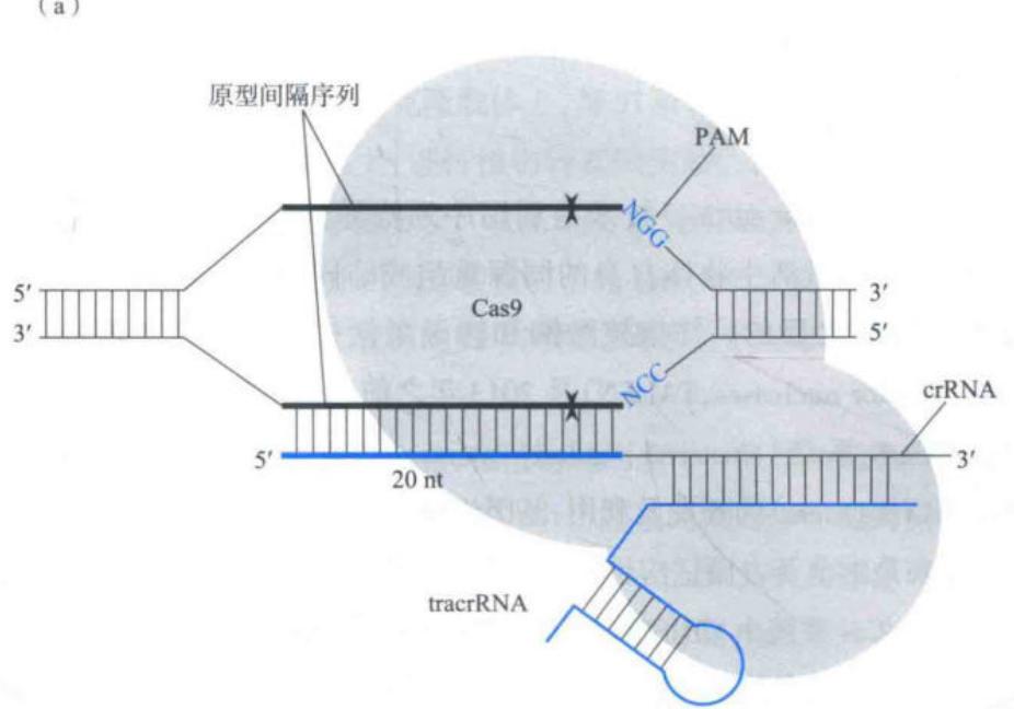CRISPR-Cas9天然双RNA系统