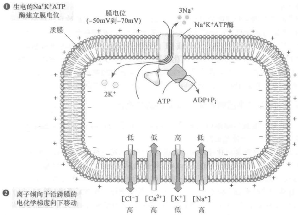 跨膜电位与离子流