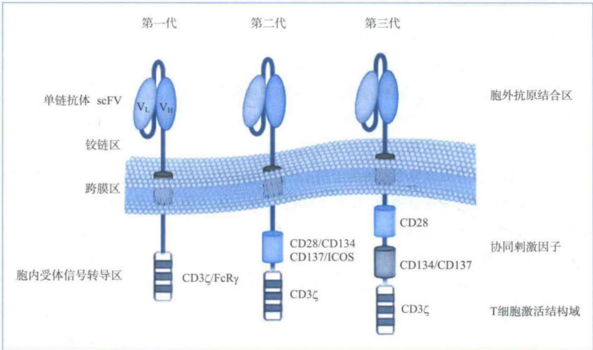 CAR的结构演变