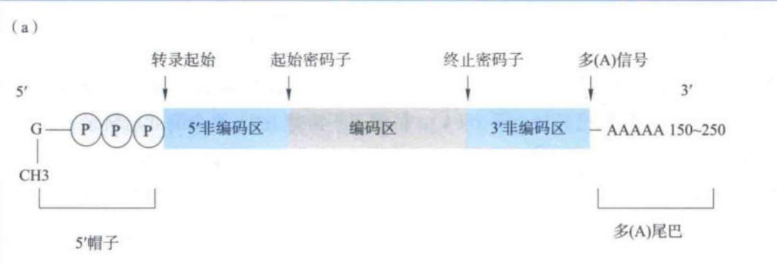 真核生物mRNA的结构特征