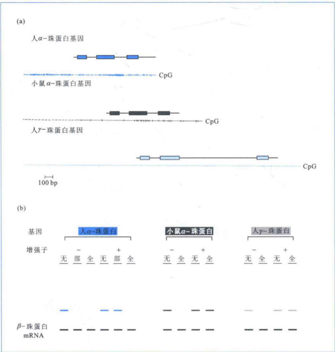 CpG密度、甲基化程度和增强子共同决定珠蛋白表达