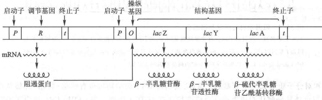 大肠杆菌乳糖操纵子模型