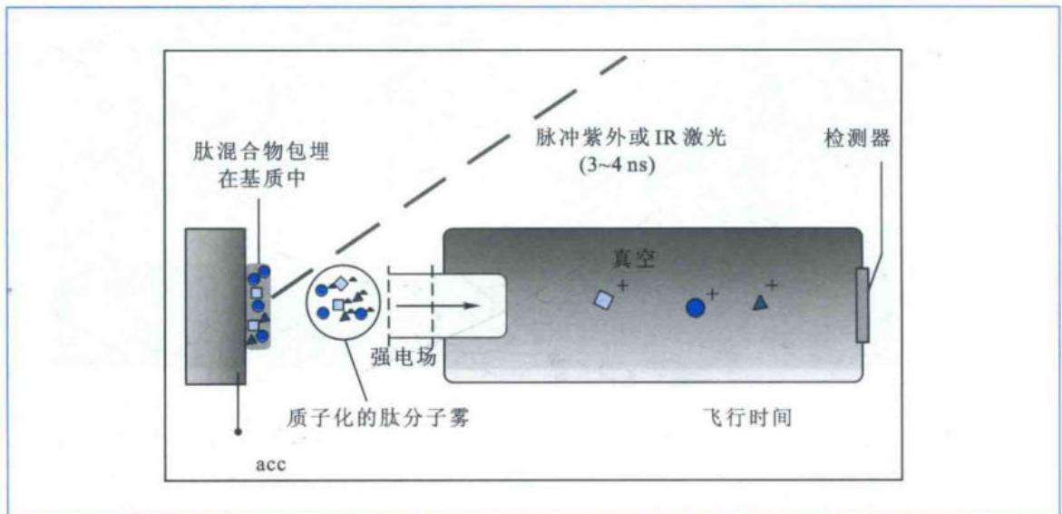 MALDI-TOF质谱仪原理