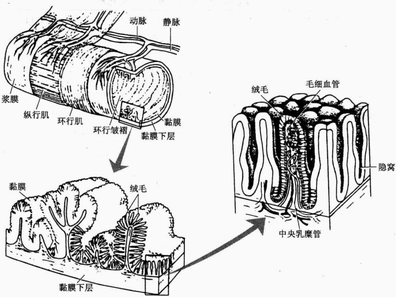 小肠褶皱、绒毛和微绒毛结构