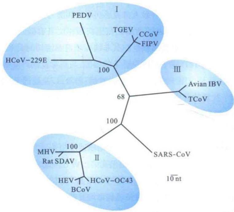 SARS-CoV与其他冠状病毒的系统进化关系