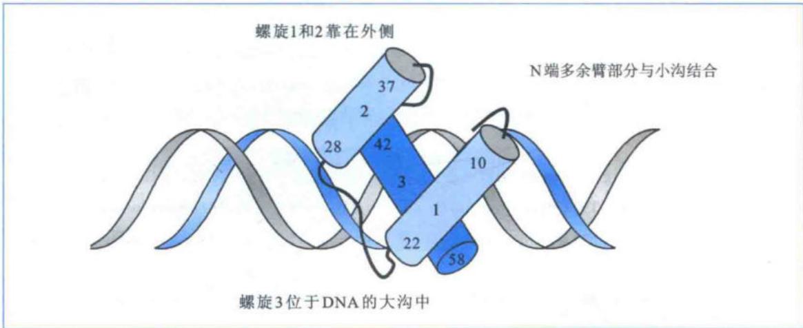 同源域蛋白以第三螺旋结合DNA大沟并以N端臂结合小沟