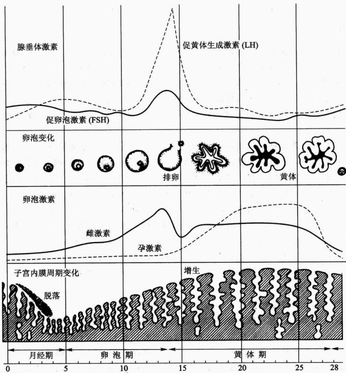 月经周期中卵巢、子宫内膜和激素的变化