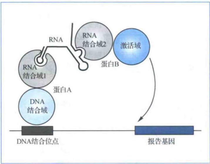 酵母三杂交检测蛋白质与RNA互作