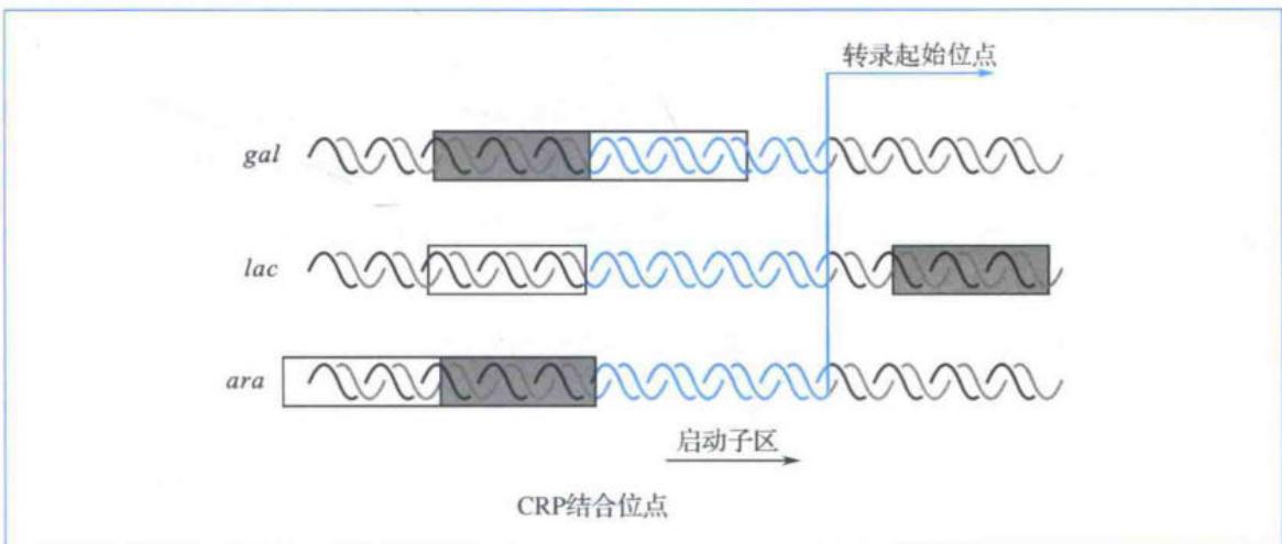 gal、lac和ara操纵子上游CRP-cAMP结合位点的相对位置