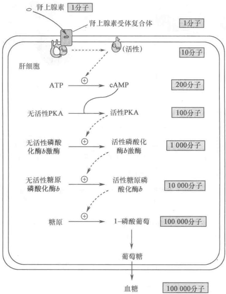 肾上腺素信号的级联放大