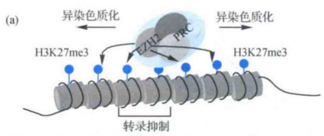 H3K27me3和PRC介导的非组成型异染色质化