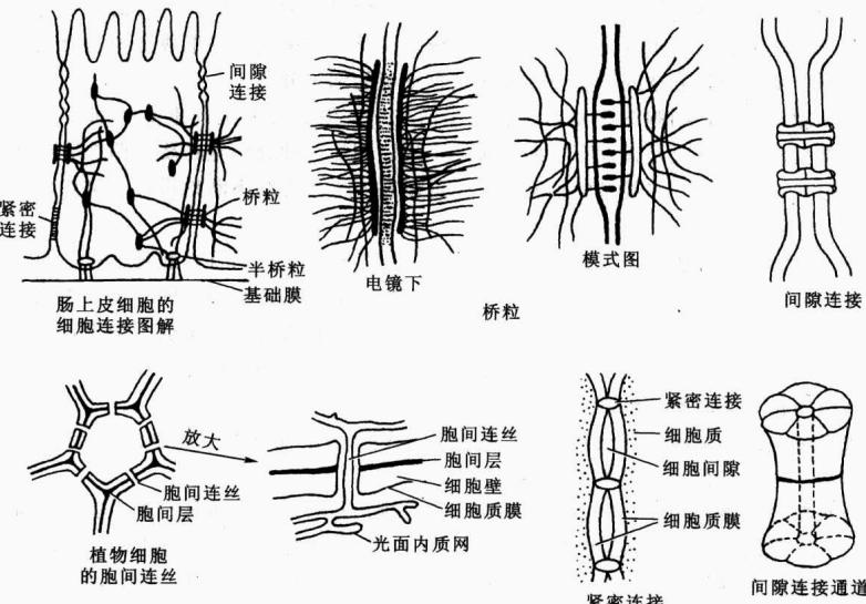 桥粒、紧密连接和间隙连接