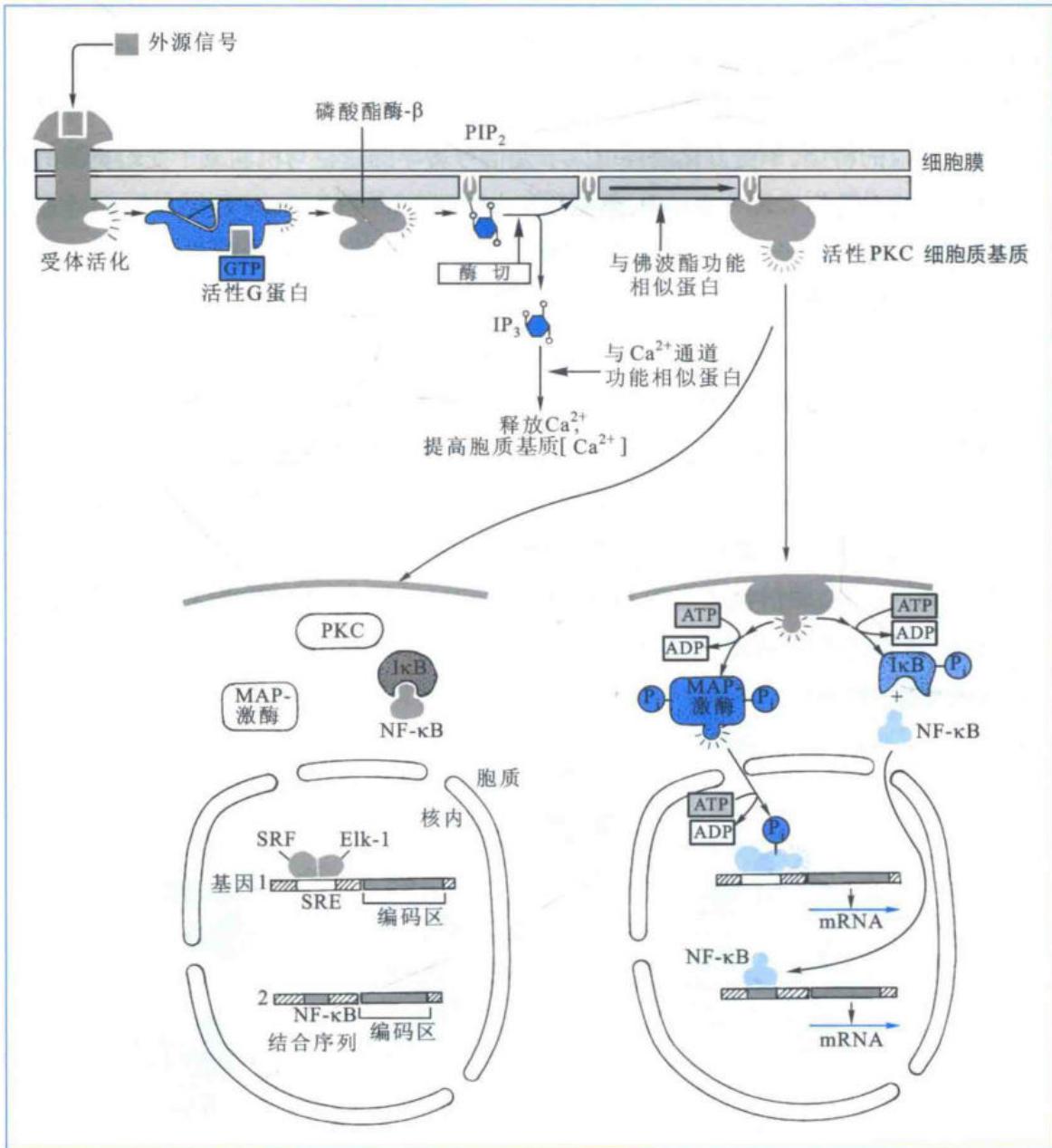 IP3与DAG共同激活PKC并调控表达