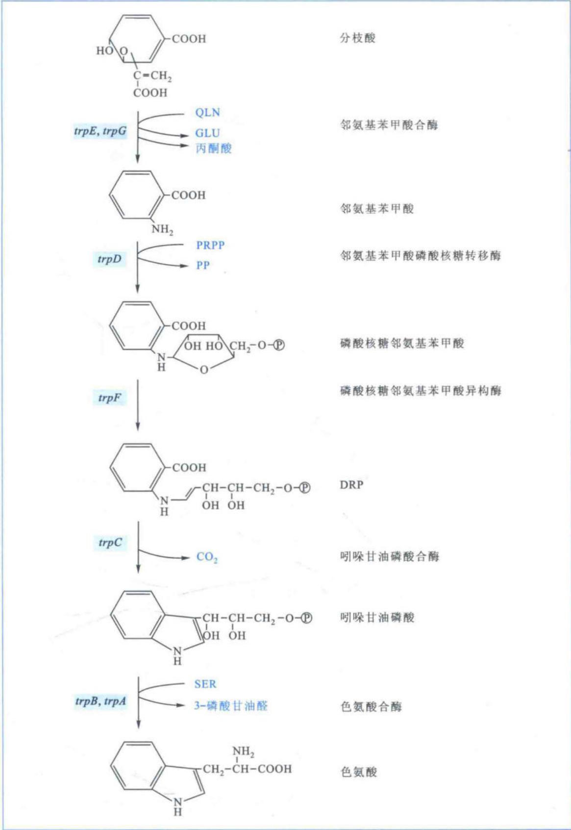 细菌中色氨酸生物合成途径