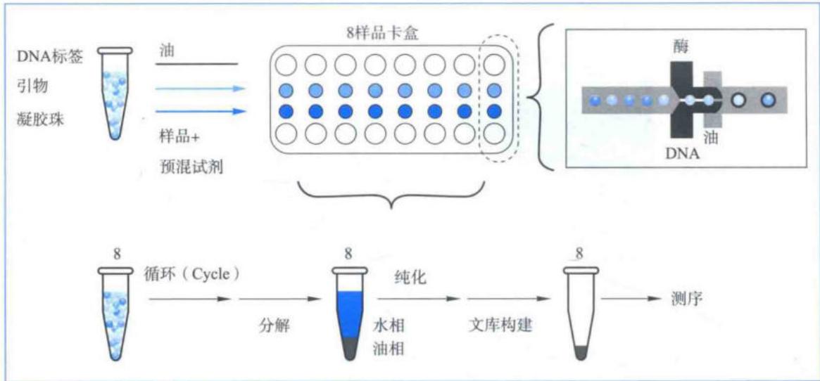 10X Genomics微滴条形码与linked-reads建库流程