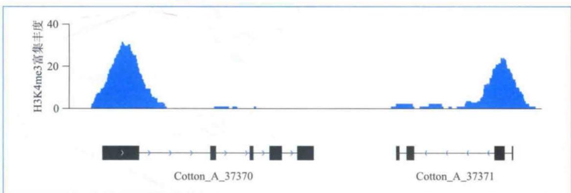 用H3K4me3抗体研究棉花全基因组组蛋白修饰
