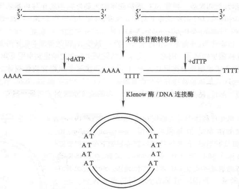 互补均聚核苷酸末端的连接