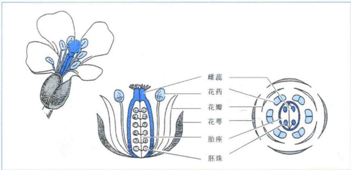花萼、花瓣、雄蕊和心皮组成的四轮花器官