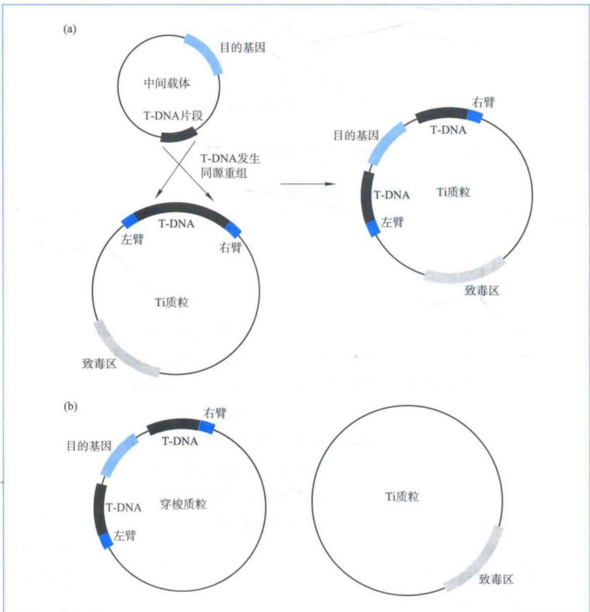 共整合载体系统与双元载体系统