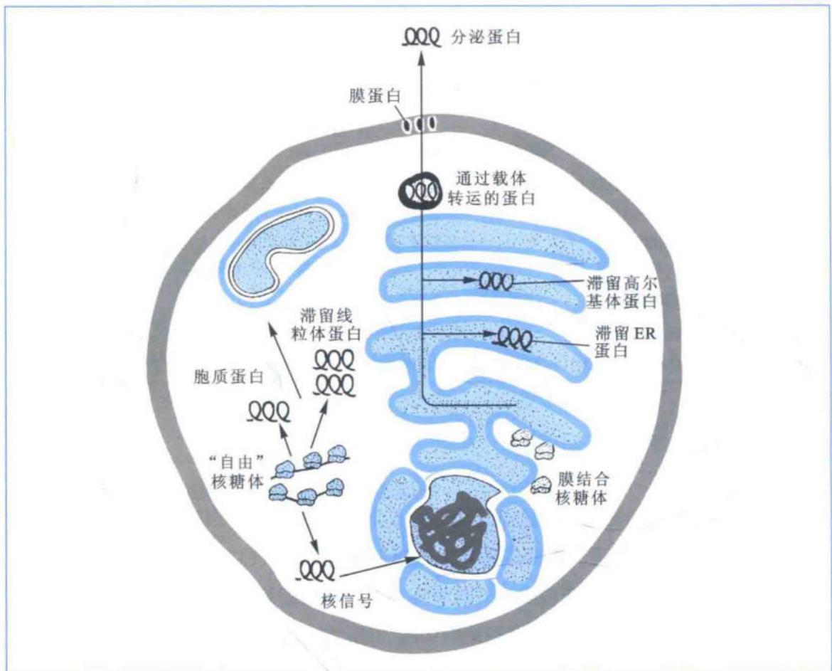 蛋白质合成和运转过程