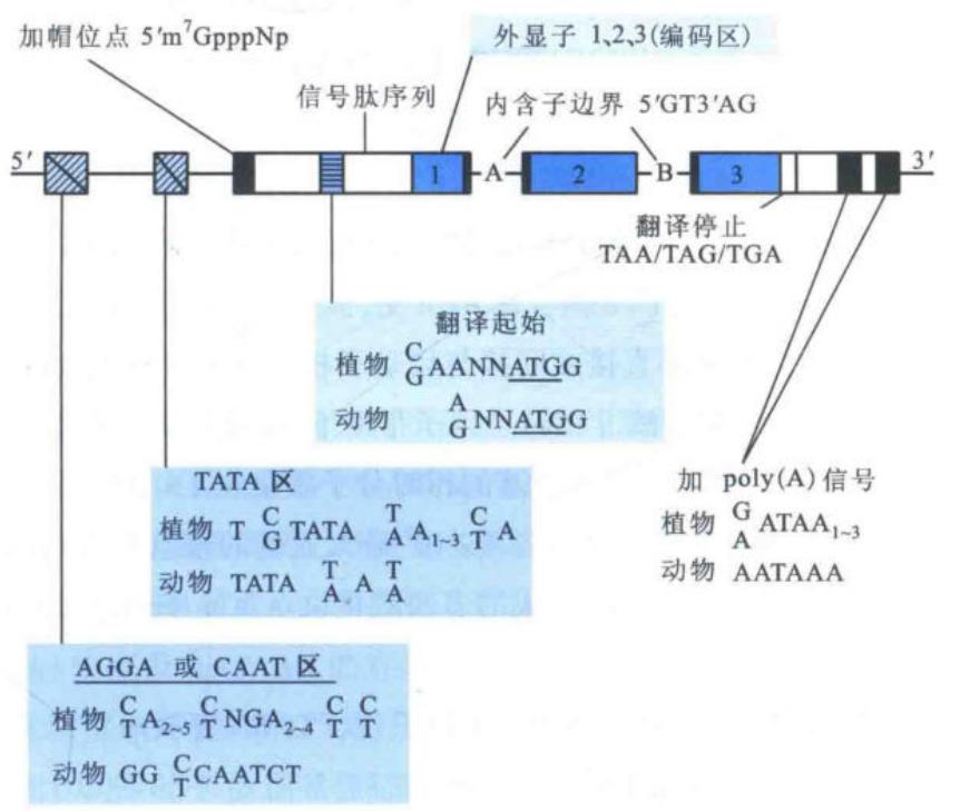 真核基因编码区与上下游调控序列的一般构造